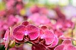 Beautiful Purple Pink Orchid Stock Photo