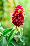 Beautiful Red Ginger Flower Stock Photo