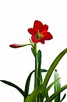 Beautiful Red Lily  Stock Photo