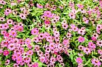 Beautiful Spring Garden Pink Flower Background Stock Photo