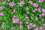 Beautiful Spring Garden Pink Flower Background Stock Photo