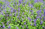 Beautiful Spring Garden Violet Flower Background Stock Photo