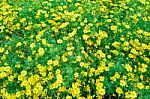 Beautiful Spring Garden Yellow Flower Background Stock Photo