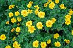 Beautiful Spring Garden Yellow Flower Background Stock Photo