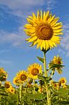 Beautiful Sunflower Stock Photo