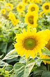 Beautiful Sunflower Plant In Public Garden Stock Photo