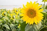 Beautiful Sunflower Plant In Public Garden Stock Photo