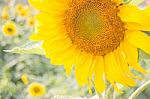 Beautiful Sunflower Plant In Public Garden Stock Photo