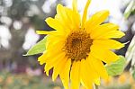 Beautiful Sunflower With Natural Background Stock Photo