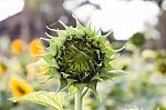 Beautiful Sunflower With Natural Background Stock Photo