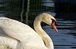 Beautiful Swan's Close-up Stock Photo