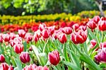 Beautiful Tulips Flowers Field Stock Photo