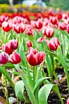 Beautiful Tulips Flowers Field Stock Photo