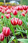 Beautiful Tulips Flowers Field Stock Photo