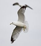 Beautiful Turn Of The Gull In Flight Stock Photo