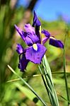 Beautiful Violet Flower Stock Photo