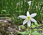 Beautiful White Flowers Stock Photo