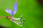 Beautiful Wild Flower In Forest Stock Photo