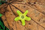 Beautiful Wild Flower In Forest Stock Photo