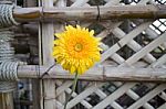 Beautiful Yellow Flower Gerbera Close-up Stock Photo