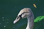 Beautiful Young Mute Swan Stock Photo