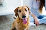 Beautiful Young Woman With Dog Playing At Home Stock Photo