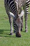 Beautiful Zebra Close-up Stock Photo