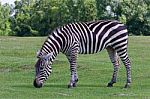 Beautiful Zebra On The Grass Field Stock Photo