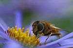 Bee Stock Photo