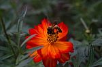 Bee And Orange Flower Stock Photo