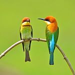 Bee Eater Bird Stock Photo