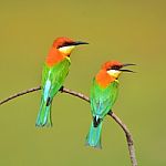 Bee Eater Bird Stock Photo