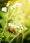 Bee In The Flower Field Stock Photo