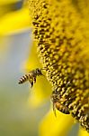 Bee On Sunflower Stock Photo