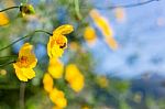 Bee On The Beautiful Flower Background. Amazing View With Green Stock Photo