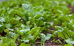 Beet Planting In The Organic Garden Greenhouse Stock Photo