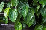  Betel Leaf (piper Betle) Stock Photo