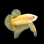 Betta Fish On Black Stock Photo