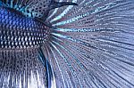 Betta Tail Fish Abstract Stock Photo