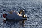 Beutiful Swan Is Cleaning His Feathers While Swimming In The Lake Stock Photo