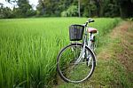 Bicycle In Rice Paddy Stock Photo