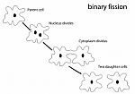 Binary Fission Stock Photo