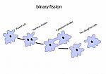 Binary Fission Stock Photo