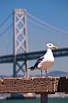 Bird At Bay Bridge Stock Photo