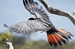 Bird In Flight Stock Photo