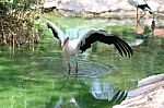 Bird In Flight Stock Photo