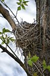 Bird Nest In Tree Stock Photo