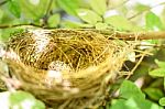 Bird Nest With Egg In Natural Stock Photo