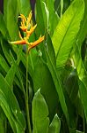 Bird Of Paradise Flower Stock Photo