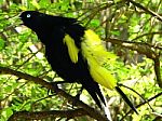 Bird Singing Stock Photo